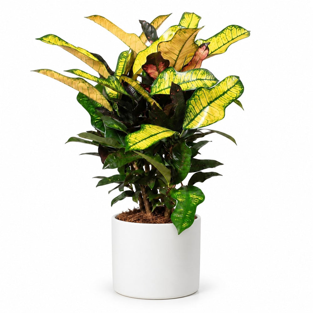 Croton Wilma (60cm, Ø17cm), Stylingbeispiel im Übertopf (Übertopf nicht enthalten)
