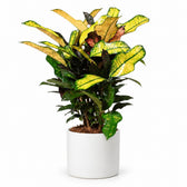 Croton Wilma (60cm, Ø17cm), Stylingbeispiel im Übertopf (Übertopf nicht enthalten)