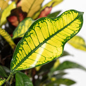 Croton Wilma, Nahaufnahme Blatt