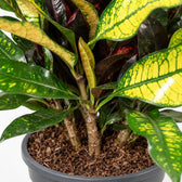 Croton Wilma, Nahaufnahme Wuchs und Triebansatz