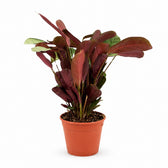Ctenanthe Amagris (25cm, Ø14cm) im Kulturtopf