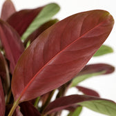 Ctenanthe Amagris, Nahaufnahme Blatt