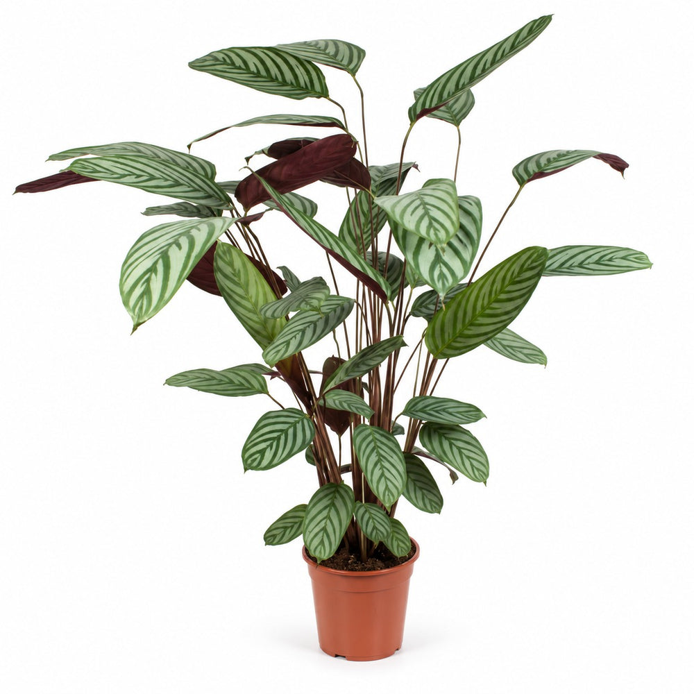 Ctenanthe Oppenheimiana - 100cm im Kulturtopf