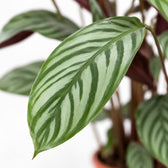 Ctenanthe Oppenheimiana, Nahaufnahme Blatt