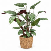 Ctenanthe Oppenheimiana - 100cm, Stylingbeispiel im Übertopf (Übertopf nicht enthalten)