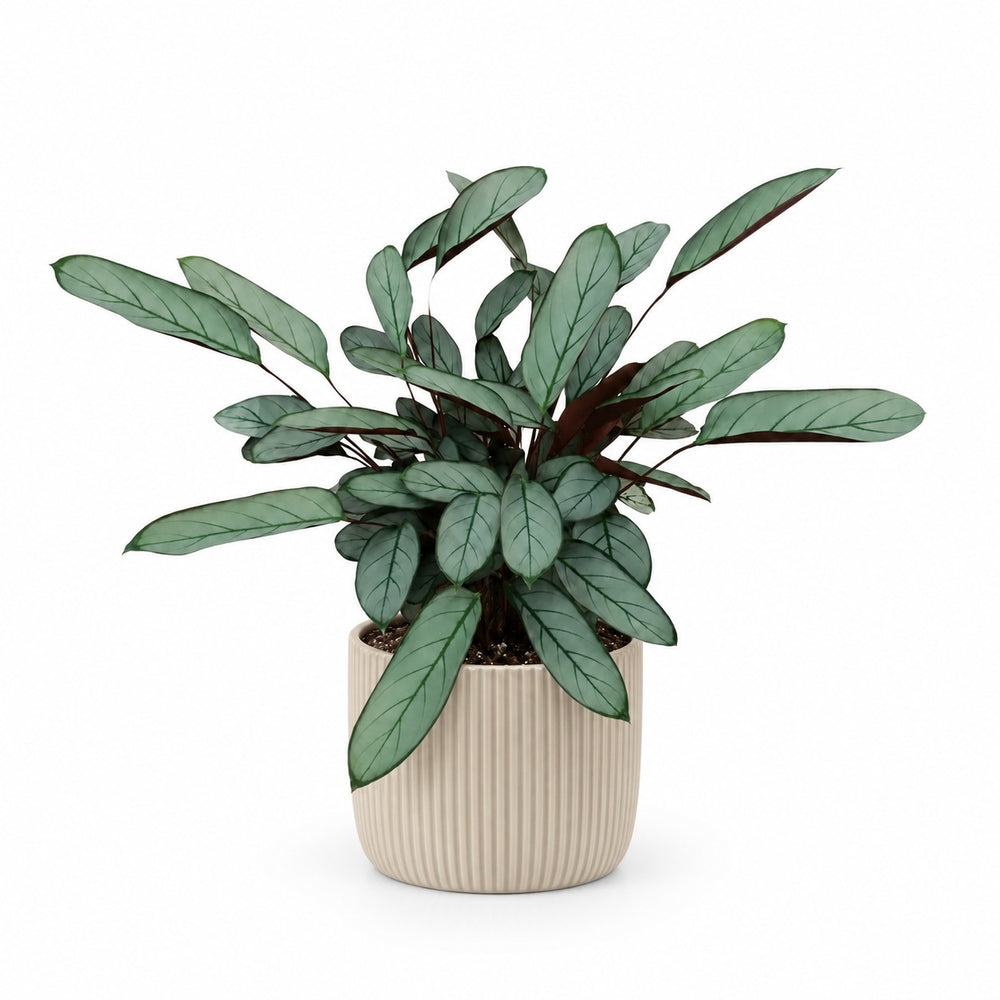 Ctenanthe Oppenheimiana (70cm, Ø17cm), Stylingbeispiel im Übertopf (Übertopf nicht enthalten)