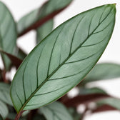 Ctenanthe Oppenheimiana, Nahaufnahme Blatt