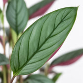 Ctenanthe Setosa, Nahaufnahme Blatt