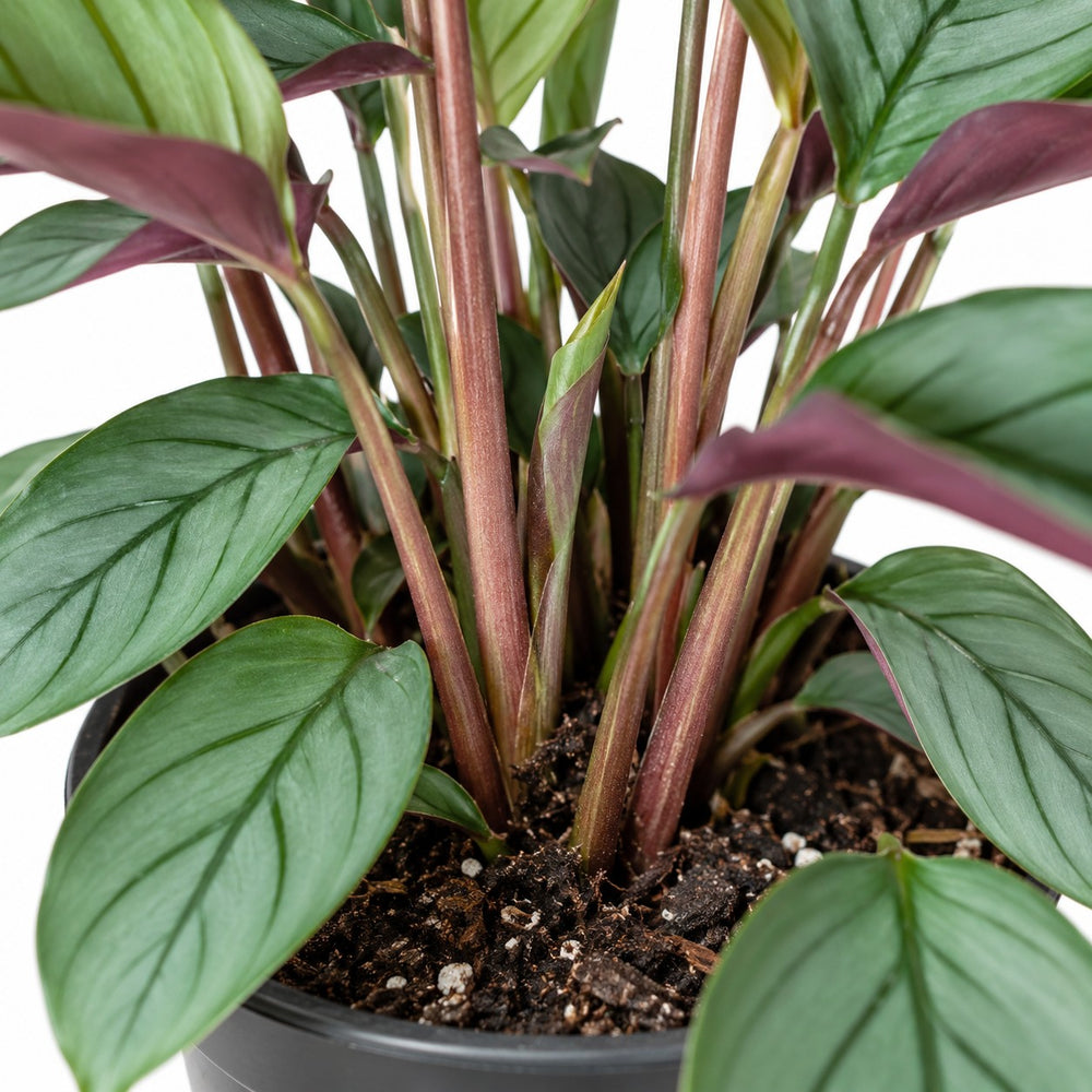Ctenanthe Setosa, Nahaufnahme Wuchs und Triebansatz