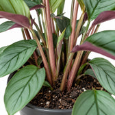 Ctenanthe Setosa, Nahaufnahme Wuchs und Triebansatz