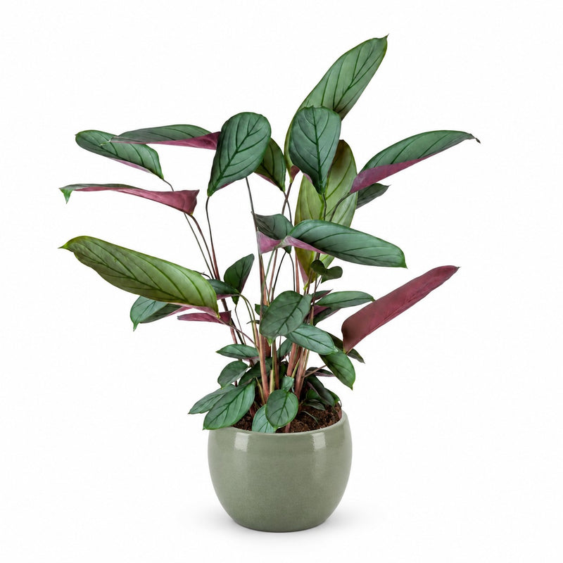 Ctenanthe Setosa - 60cm Detail