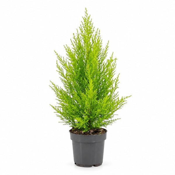 Cupressus Goldcrest Wilma - 55cm im Kulturtopf