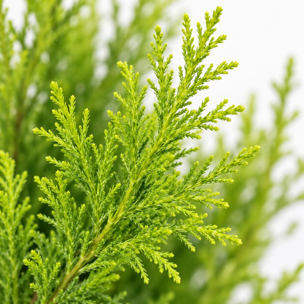 Cupressus Goldcrest Wilma, Nahaufnahme Blatt