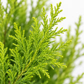 Cupressus Goldcrest Wilma, Nahaufnahme Blatt