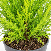 Cupressus Goldcrest Wilma, Nahaufnahme Wuchs und Triebansatz