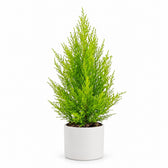 Cupressus Goldcrest Wilma - 55cm, Stylingbeispiel im Übertopf (Übertopf nicht enthalten)