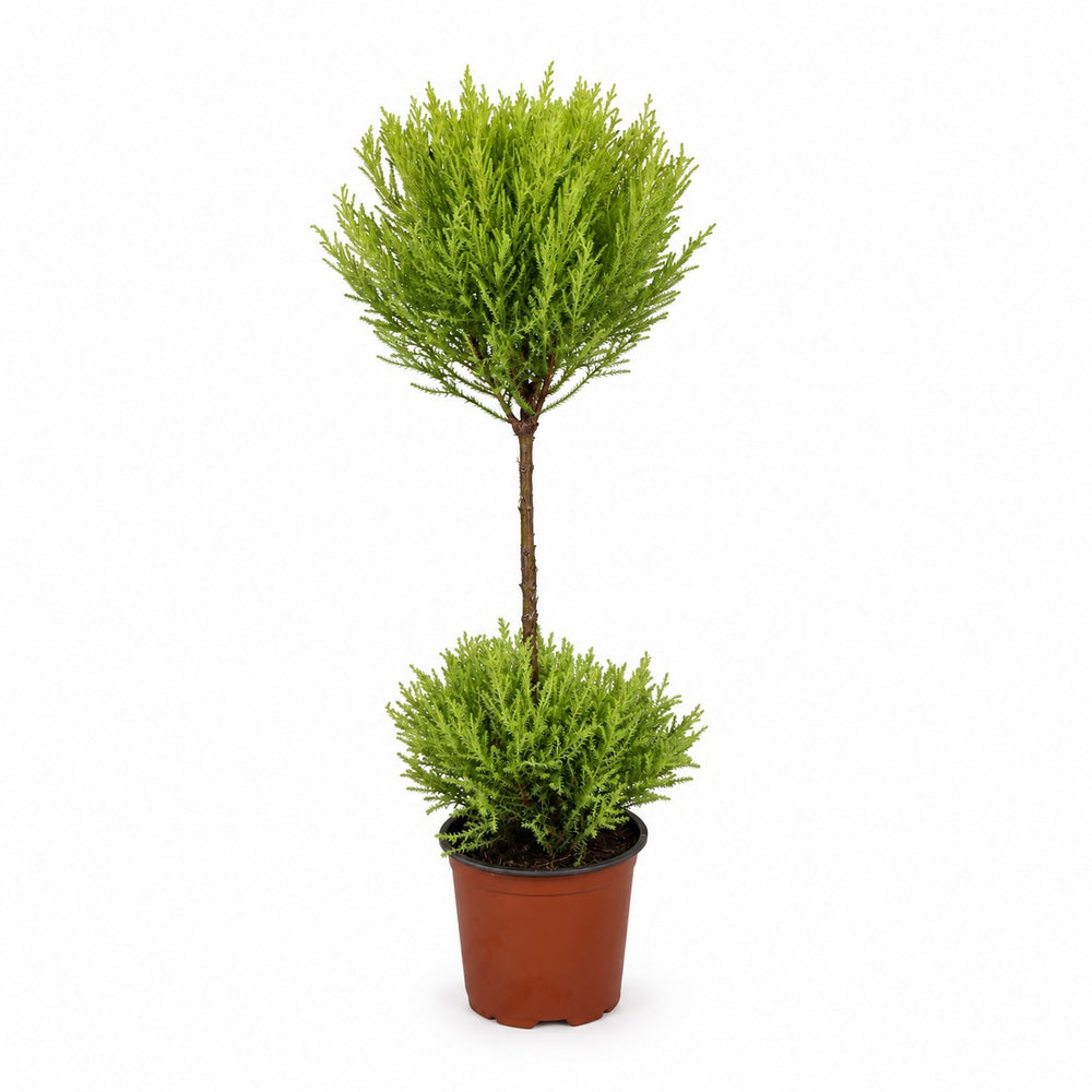 Cupressus Goldcrest Wilma (60cm, Ø14cm) im Kulturtopf