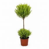 Cupressus Goldcrest Wilma (60cm, Ø14cm) im Kulturtopf