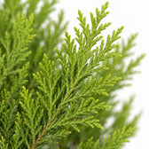 Cupressus Goldcrest Wilma (60cm, Ø14cm), Nahaufnahme Blatt