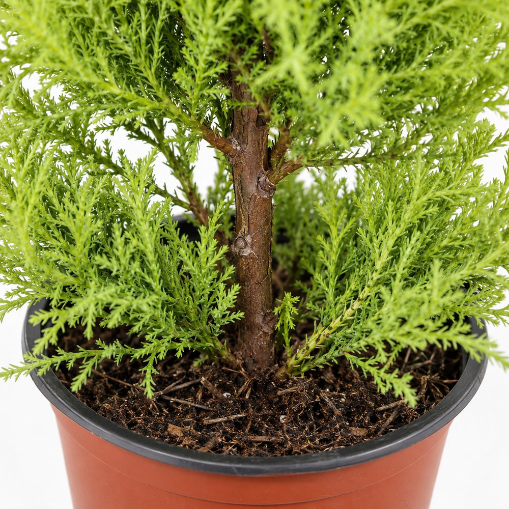 Cupressus Goldcrest Wilma (60cm, Ø14cm), Nahaufnahme Wuchs und Triebansatz