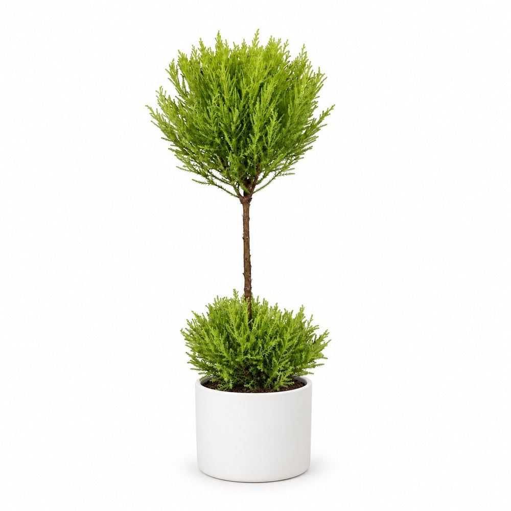 Cupressus Goldcrest Wilma (60cm, Ø14cm), Stylingbeispiel im Übertopf (Übertopf nicht enthalten)