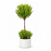 Cupressus Goldcrest Wilma (60cm, Ø14cm), Stylingbeispiel im Übertopf (Übertopf nicht enthalten)