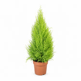 Cupressus Goldcrest Wilma (90cm, Ø21cm) im Kulturtopf