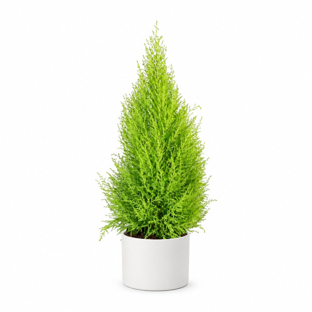 Cupressus Goldcrest Wilma (90cm, Ø21cm), Stylingbeispiel im Übertopf (Übertopf nicht enthalten)