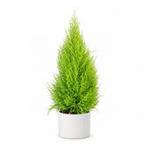 Cupressus Goldcrest Wilma (90cm, Ø21cm), Stylingbeispiel im Übertopf (Übertopf nicht enthalten)