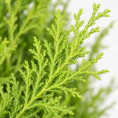 Cupressus Goldcrest Wilma, Nahaufnahme Blatt