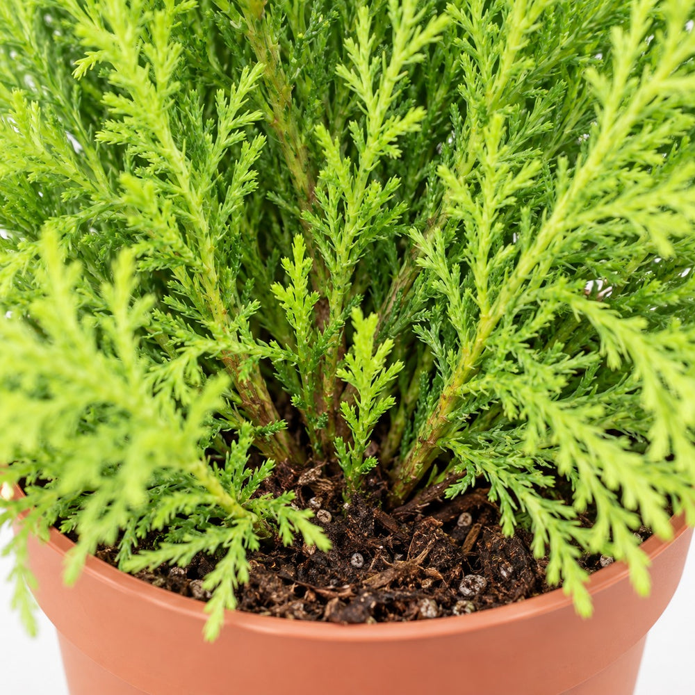 Cupressus Goldcrest Wilma, Nahaufnahme Wuchs und Triebansatz