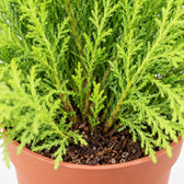Cupressus Goldcrest Wilma, Nahaufnahme Wuchs und Triebansatz
