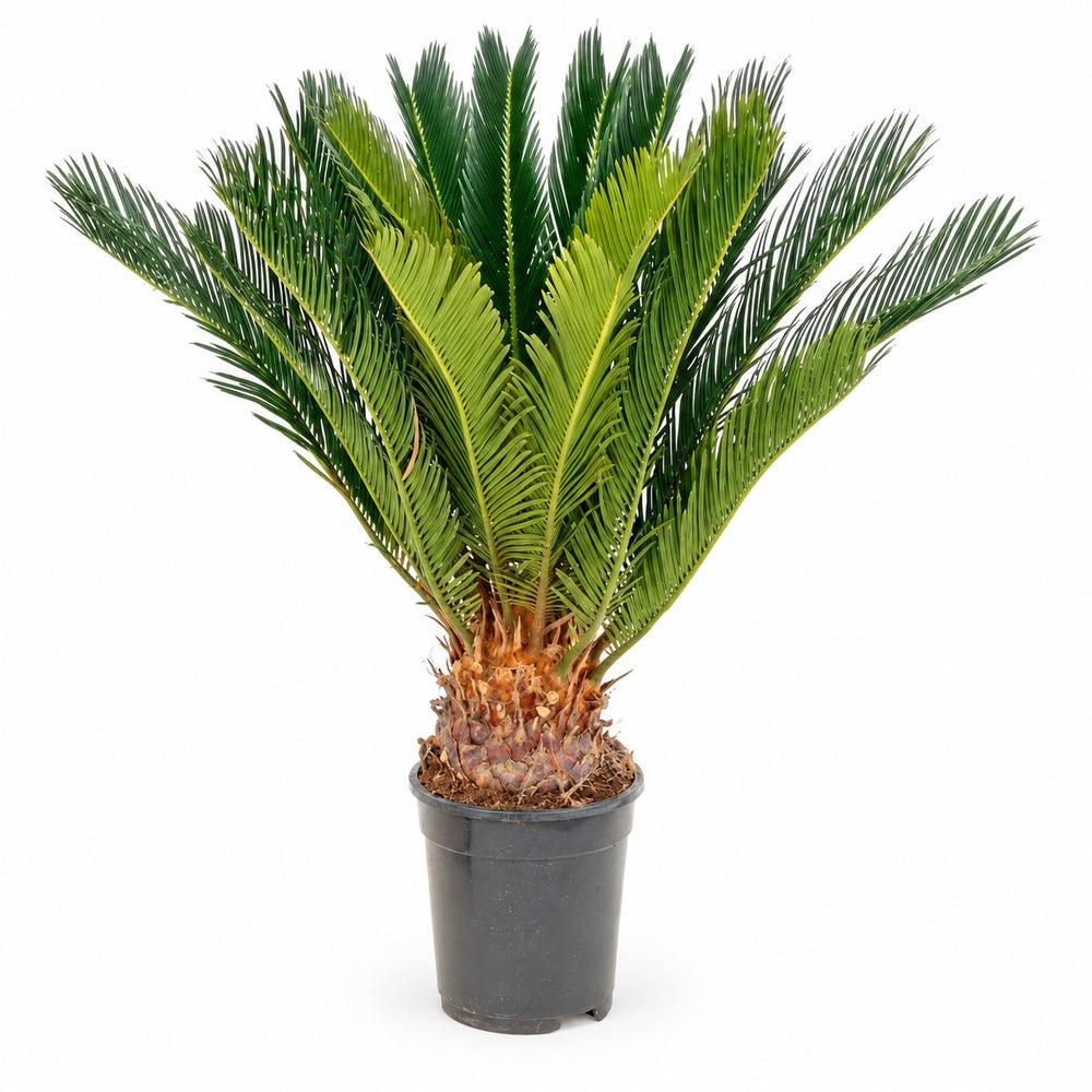 Cycas Revoluta (60cm, Ø17cm) im Kulturtopf