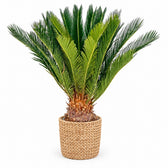Cycas Revoluta (60cm, Ø17cm), Stylingbeispiel im Übertopf (Übertopf nicht enthalten)