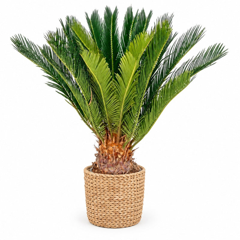 Cycas Revoluta Detail