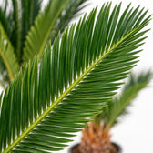 Cycas Revoluta, Nahaufnahme Blatt