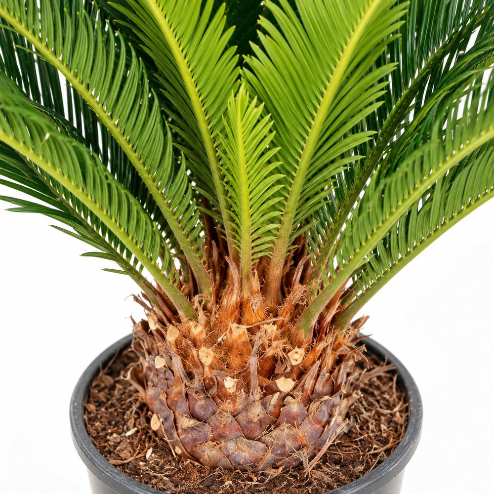 Cycas Revoluta, Nahaufnahme Wuchs und Triebansatz
