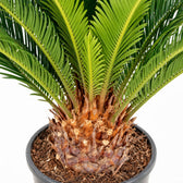 Cycas Revoluta, Nahaufnahme Wuchs und Triebansatz
