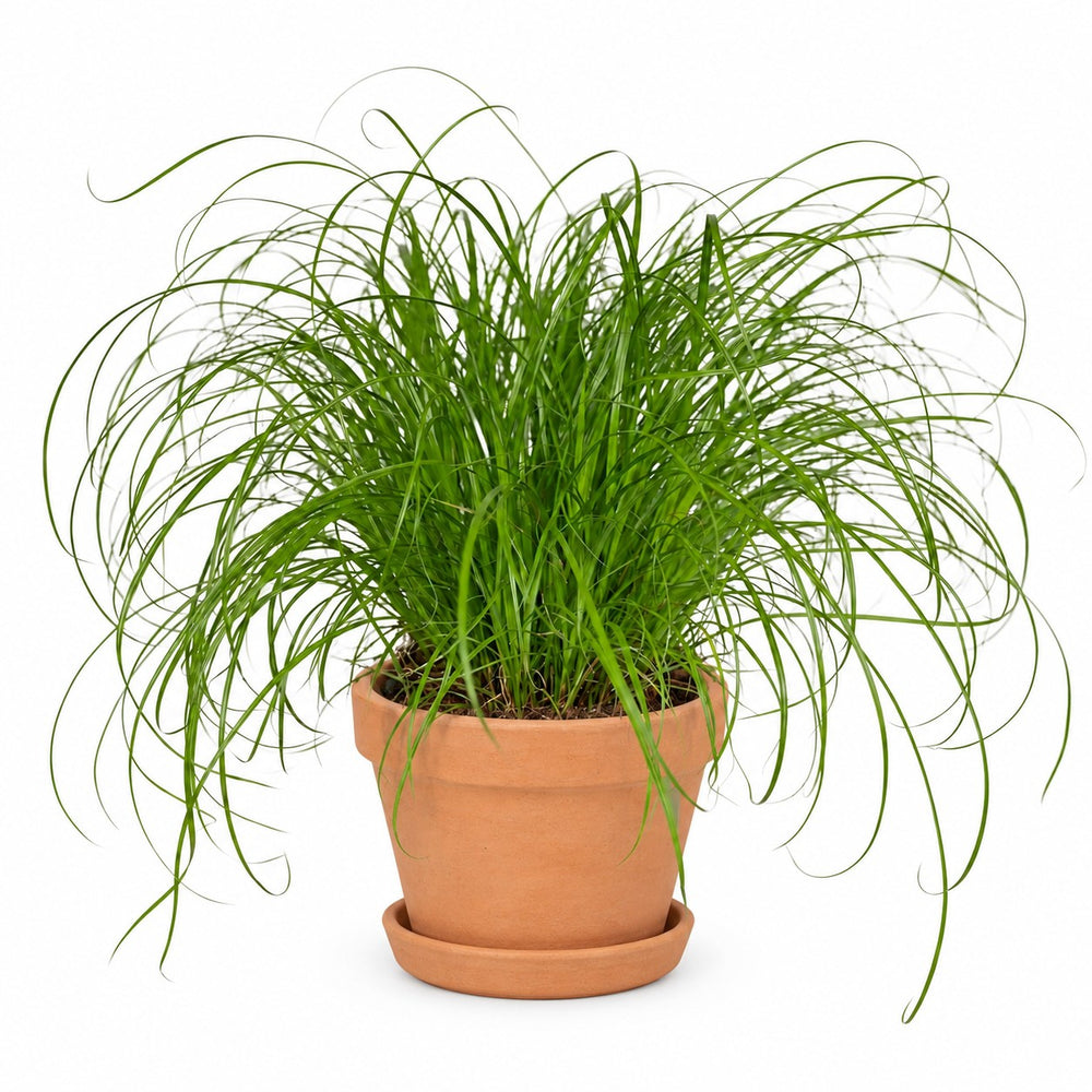 Cyperus Alternifolius - Katzengras (20cm, Ø12cm), Stylingbeispiel im Übertopf (Übertopf nicht enthalten)