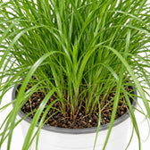 Cyperus Alternifolius - Katzengras, Nahaufnahme Wuchs und Triebansatz