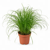 Cyperus Alternifolius Zumula (28cm, Ø12cm) im Kulturtopf