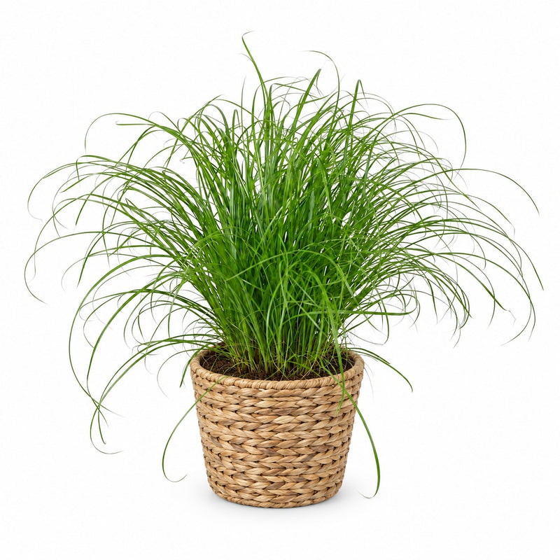 Cyperus Alternifolius Zumula Detail