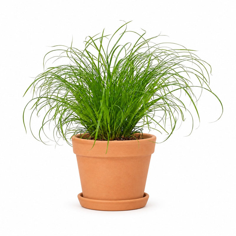 Cyperus Zumula Katzengras - 23cm Detail