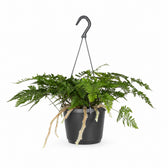Davallia Bullata (30cm, Ø17cm) im Kulturtopf