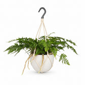 Davallia Bullata (30cm, Ø17cm), Stylingbeispiel im Übertopf (Übertopf nicht enthalten)