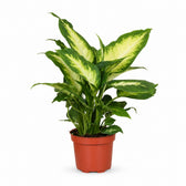Dieffenbachia Camilla (35cm, Ø12cm) im Kulturtopf