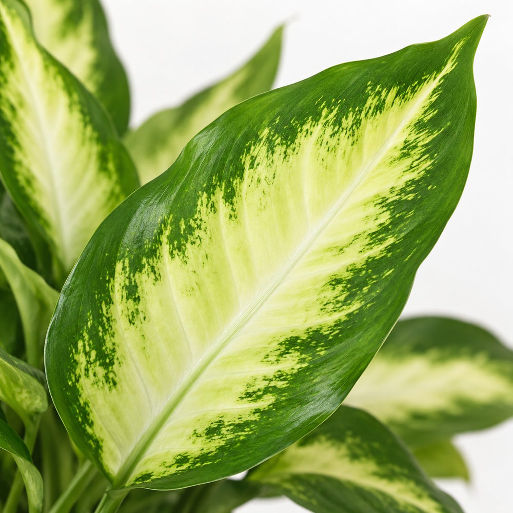 Dieffenbachia Camilla (35cm, Ø12cm), Nahaufnahme Blatt