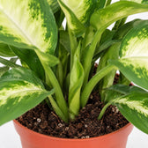 Dieffenbachia Camilla (35cm, Ø12cm), Nahaufnahme Wuchs und Triebansatz