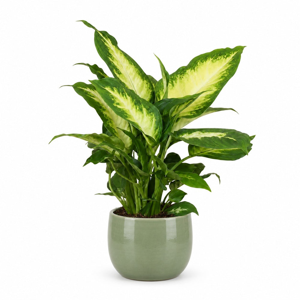 Dieffenbachia Camilla (35cm, Ø12cm), Stylingbeispiel im Übertopf (Übertopf nicht enthalten)