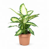 Dieffenbachia Camilla (45cm, Ø17cm) im Kulturtopf